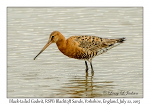 Black-tailed Godwit