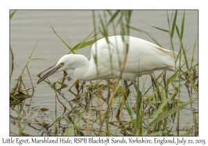 Little Egret