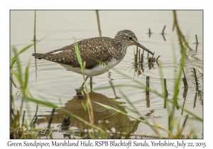 Green Sandpiper