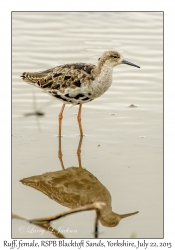 Ruff, female