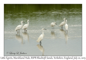 Little Egrets