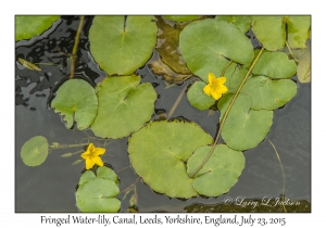 Fringed Water-lily