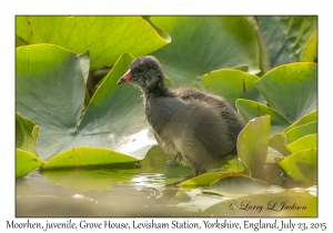 Moorhen, juvenile