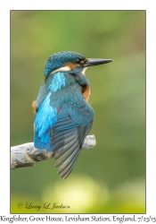 Kingfisher