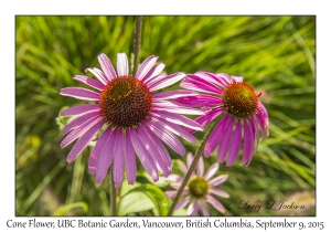 Cone Flower