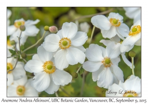 Anemone, 'Andrea Atkinson'