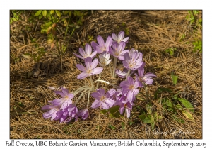 Fall Crocus