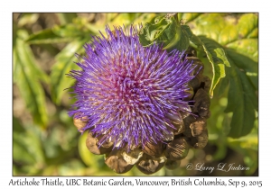 Artichoke Thistle