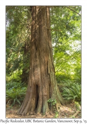 Pacific Redcedar