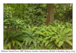 Western Sword Ferns