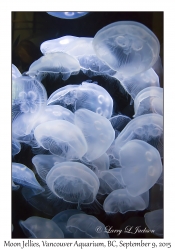 Moon Jellies