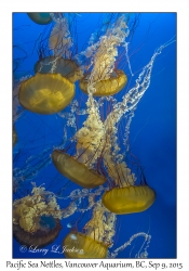 Pacific Sea Nettles