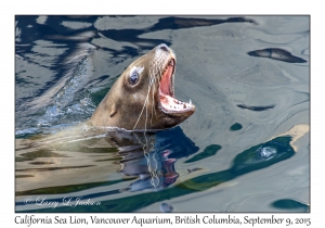 California Sea Lion