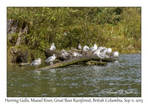 Herring Gulls