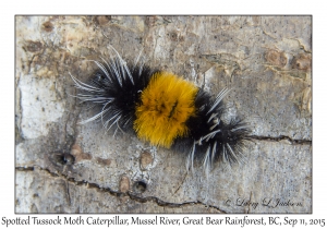 Spotted Tussock Moth caterpillar