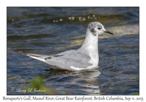 Bonaparte's Gull