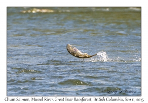 Chum Salmon