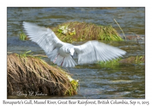 Bonaparte's Gull