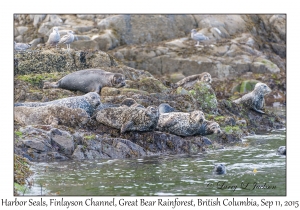 Harbor Seals