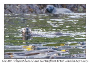 Sea Otter