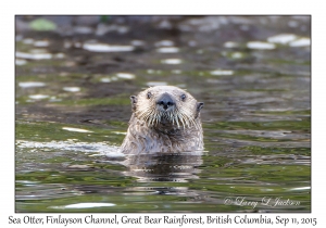 Sea Otter