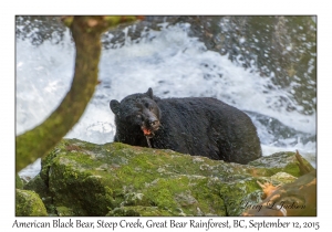 American Black Bear