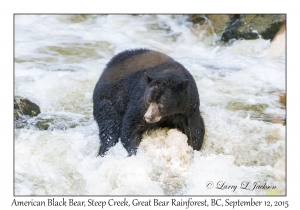 American Black Bear