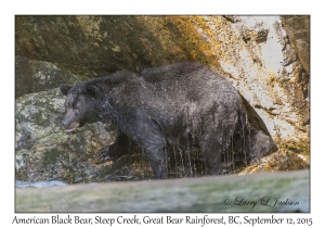 American Black Bear