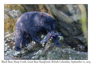 American Black Bear