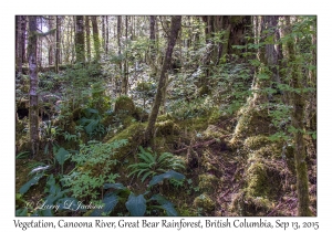 Rainforest Vegetation