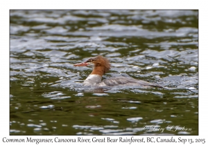 Common Merganser