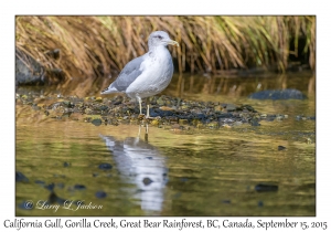 California Gull