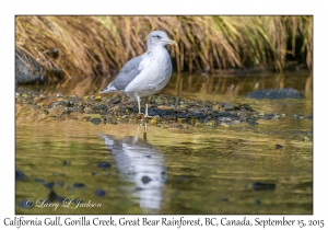 California Gull