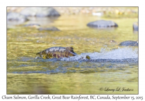 Chum Salmon