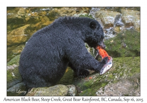 American Black Bear