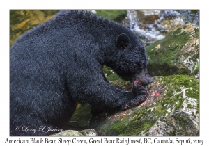 American Black Bear