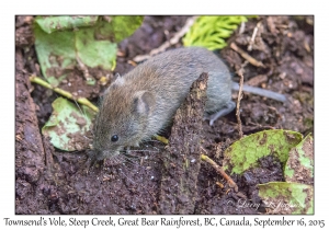 Townsend's Vole