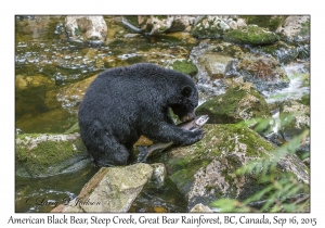 American Black Bear