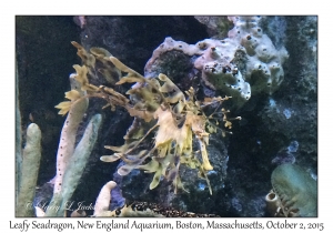 Leafy Seadragon