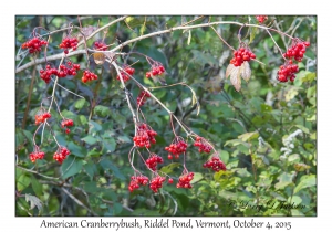 American Cranberrybush