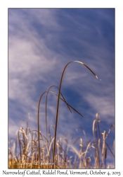 Narrowleaf Cattail