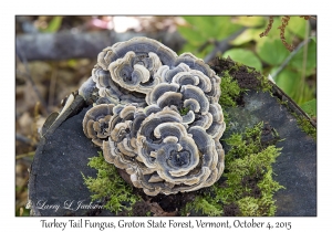 Turkey Tail Fungus