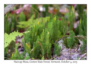 Haircap Moss