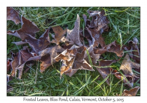 Frosted Leaves