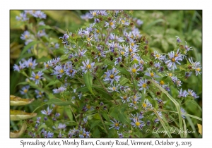 Spreading Aster