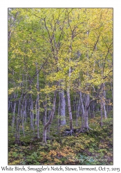 White Birch