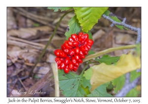 Jack-in-the-Pulpit Berries