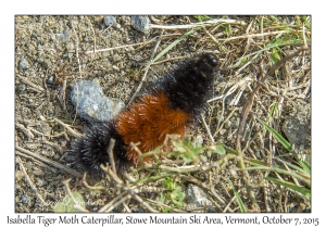 Isabella Tiger Moth caterpillar