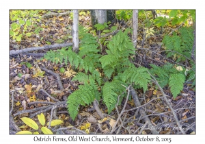 Ostrich Fern