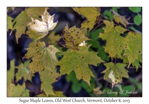 Sugar Maple leaves